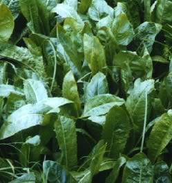 Chicory Offers Potential Grazing Sward Value