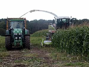 maize harvest