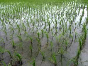 rice field