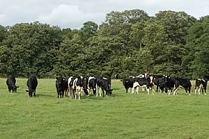 cattle grazing