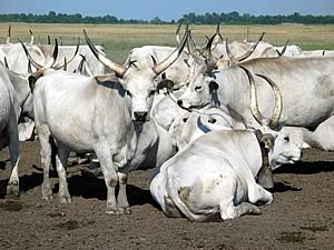 Hungarian Grey cattle