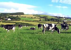 dairy cattle