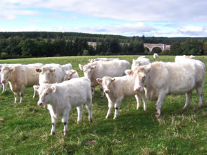 whitebred shorthorn herd