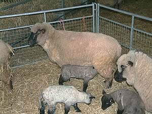 ewes and lambs