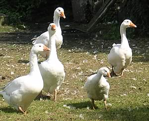 geese