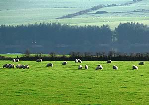 farmland