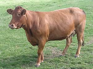 limousin cow