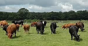 beef cattle