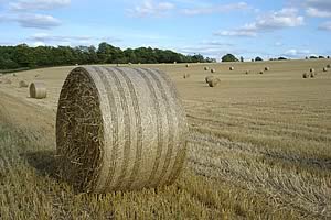 straw field