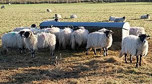 swaledale hoggets