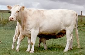 whitebred shorthorn cattle
