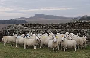 cheviot sheep