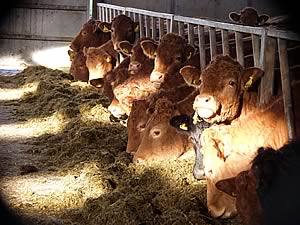 cattle feeding