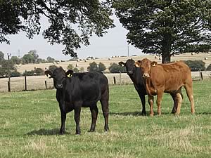 beef cattle