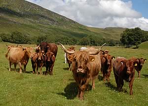 shorthorn & highland cattle