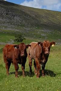 beef cattle