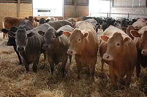 british beef cattle