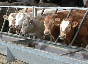 cattle feeding