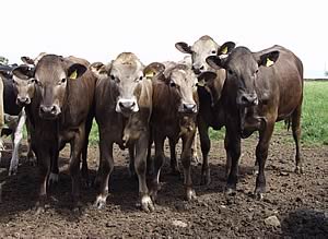 black and white cross Blonde cattle