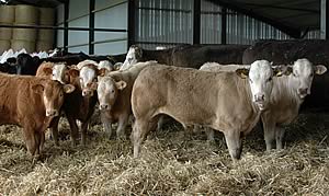 beef cattle