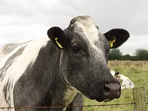 cow