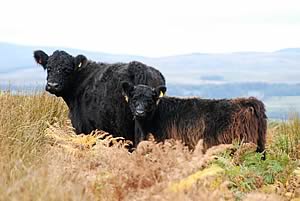 Galloway cow and calf