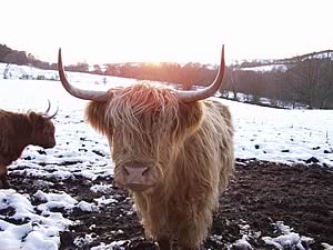 highland cattle