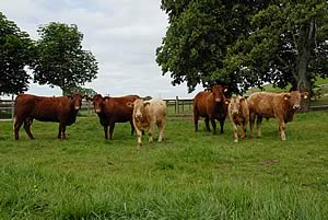 beef cattle