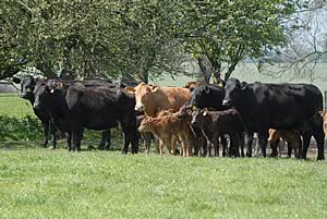 beef cattle