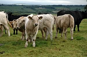Charolais crosses from his prize winning herd  