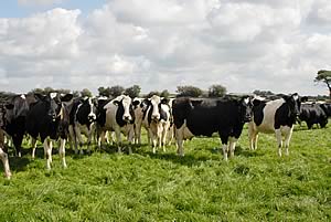 Milking cows at Kelsick House