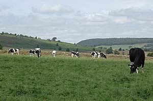 ploughing