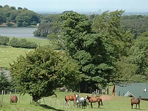 horses in paddock