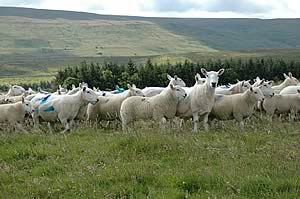 cheviot sheep