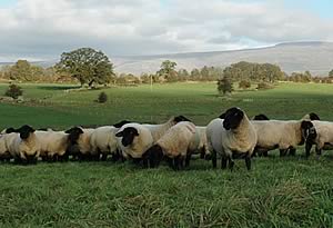 suffolk sheep