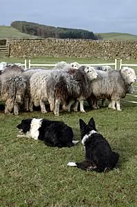 Herdwick & Sheepdogs