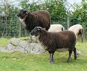 Shetland ram lambs