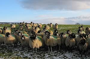 swaledale sheep