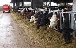 feeding cows