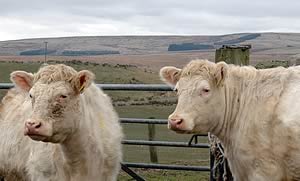Whitebred Shorthorn Cows