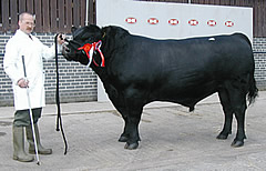 Champions and handlers at the Skipton Aberdeen-Angus calf show 