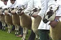 sheep judging