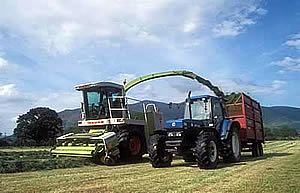 silage