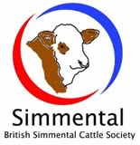 Simmental Cattle