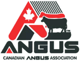 canadian angus
