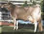 brown swiss