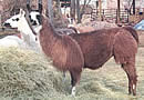georgia llama and alpaca