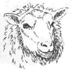 finnsheep