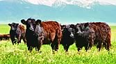 American Galloway Breeders Association 