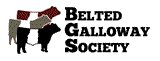 beltie